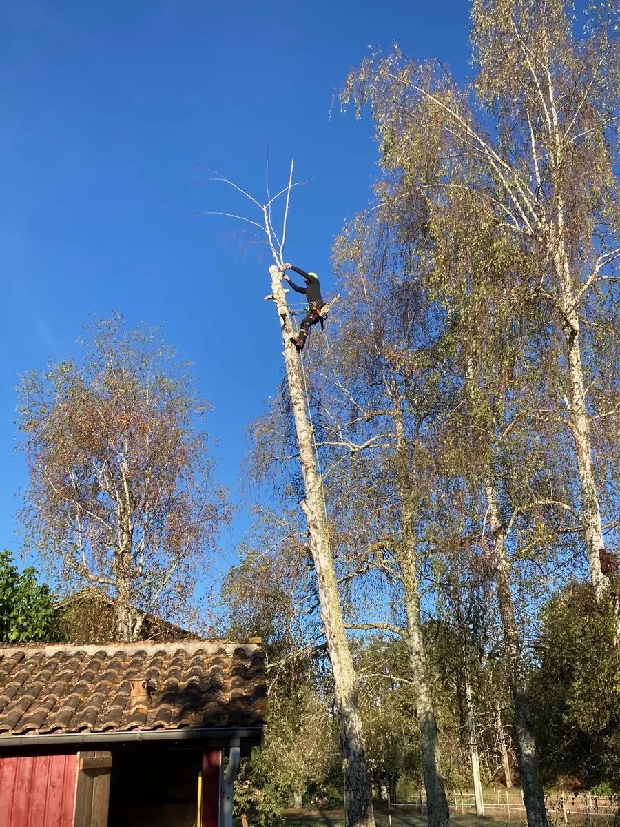 Démontage d'un bouleau mort par la cime, au-dessus d'un bâtiment.