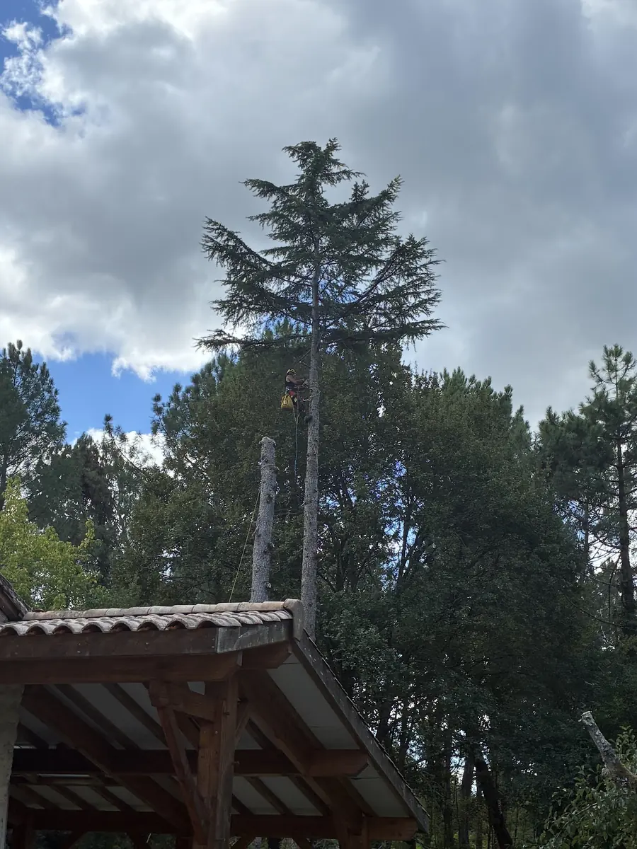 Démontage d'un cèdre près d'un abri, fût voisin déjà réduit.