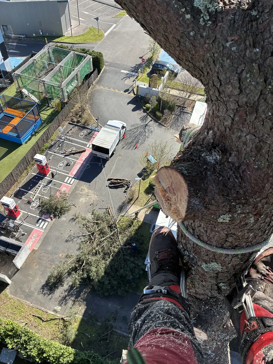 Démontage en hauteur au-dessus d'un parking, vue depuis le tronc.