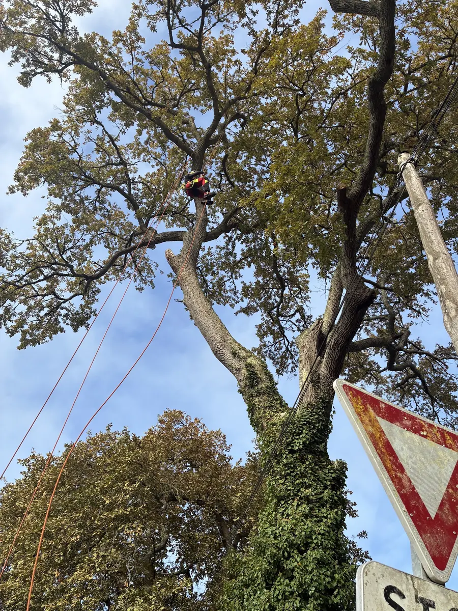 Taille d'un grand chêne, grimpeur en tête d'arbre.