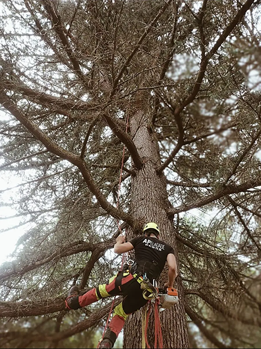 Montée dans un grand pin, élagage des branches basses.