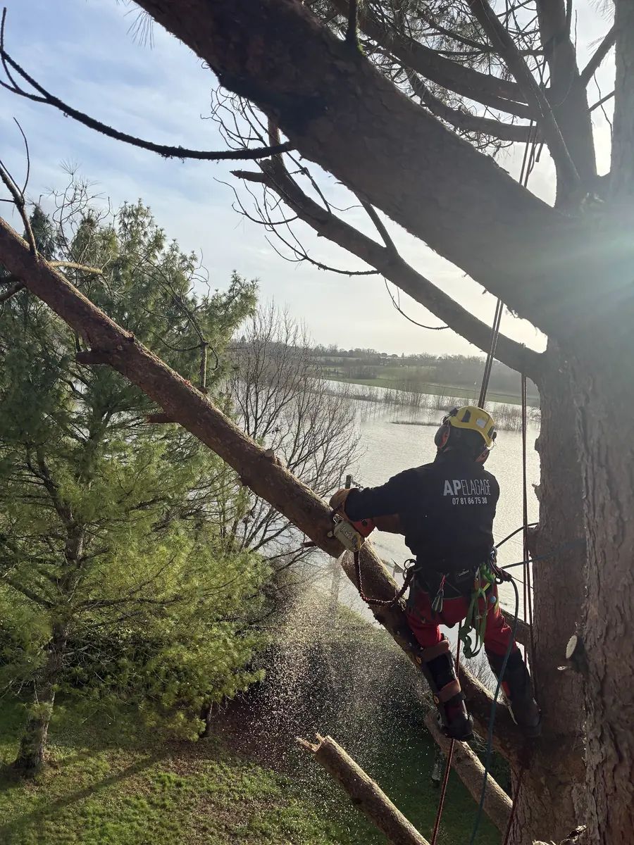 Élagage d'un pin en accès corde, coupe d'une branche au-dessus d'un plan d'eau.
