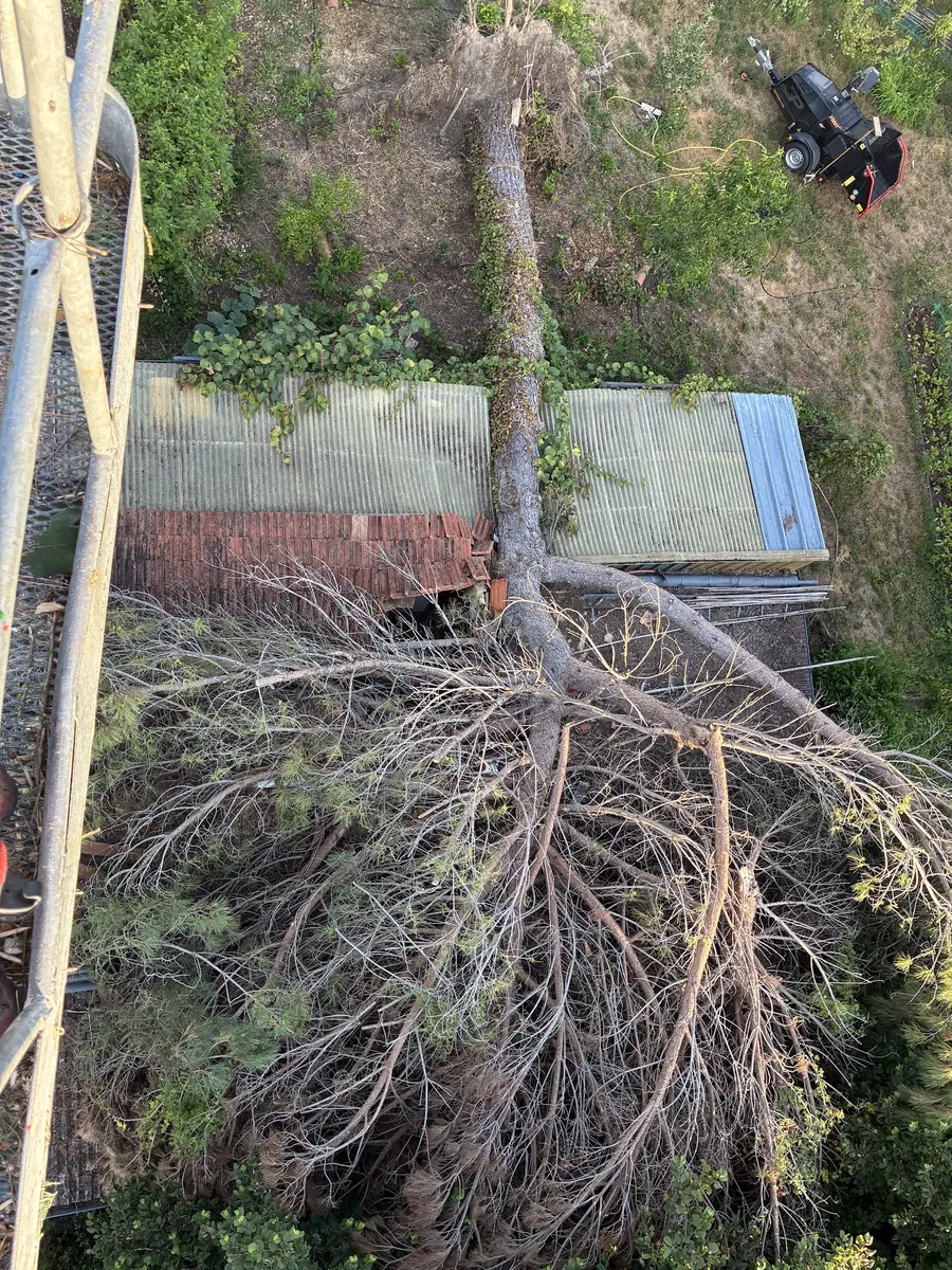 Pin déraciné tombé sur un abri de jardin, avant dégagement.